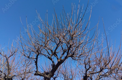 冬の梅林の梅の枯れ木と青空
