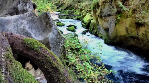cascading water forest river canyon rocks nature ground squirrel moss 