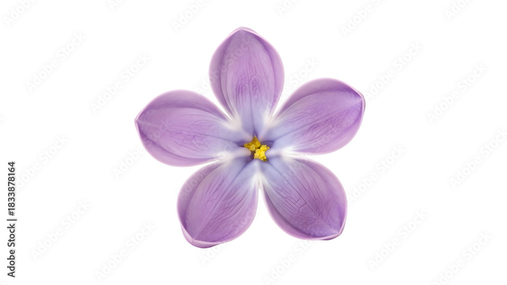 Obraz premium Single lilac flower blossom isolated on transparent background