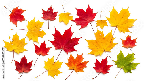 Colorful Autumn Maple Leaves Scattered on Ground
