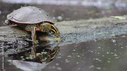turtle on the water