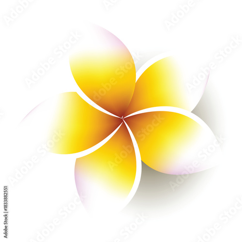 Vibrant Frangipani (Plumeria) Flower with Yellow and White Gradient Petals