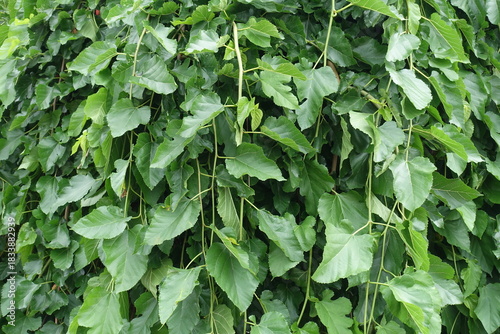 Backdrop - green foliage of mulberry tree in July