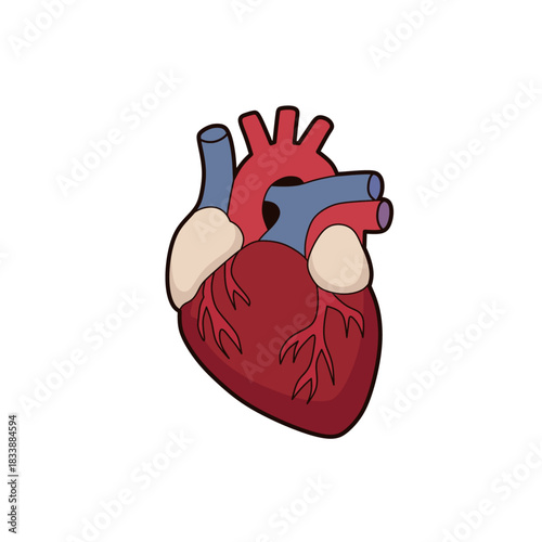 Anatomical Heart Illustration for Medical and Educational Purposes