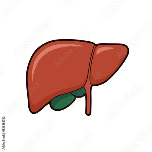 Human liver anatomy with gallbladder illustration for medical healthcare
