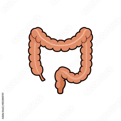 Colon anatomy illustration for medical or health content