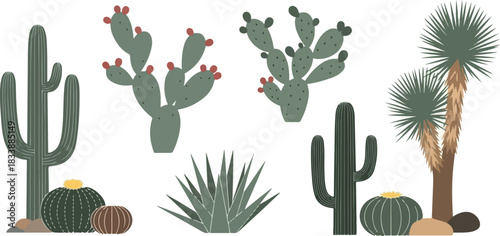 Diverse Collection of Cactus and Desert Plant Illustrations for Design Projects and Botanical Art