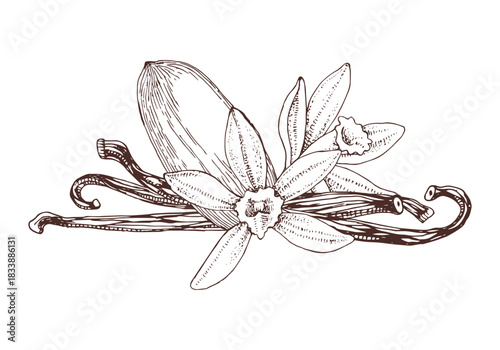 Vanilla hand drawn vector plant