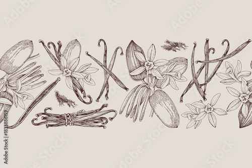 Vanilla hand drawn seamless border