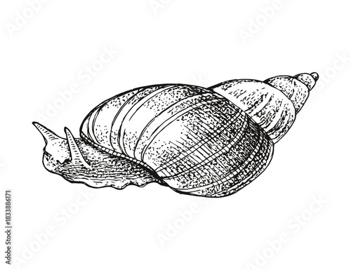 Pond snail hand drawn vector illustration