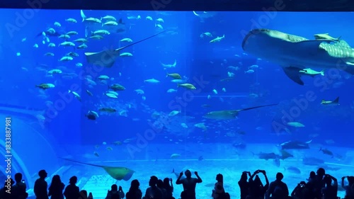 沖縄美ら海水族館のジンベエザメ