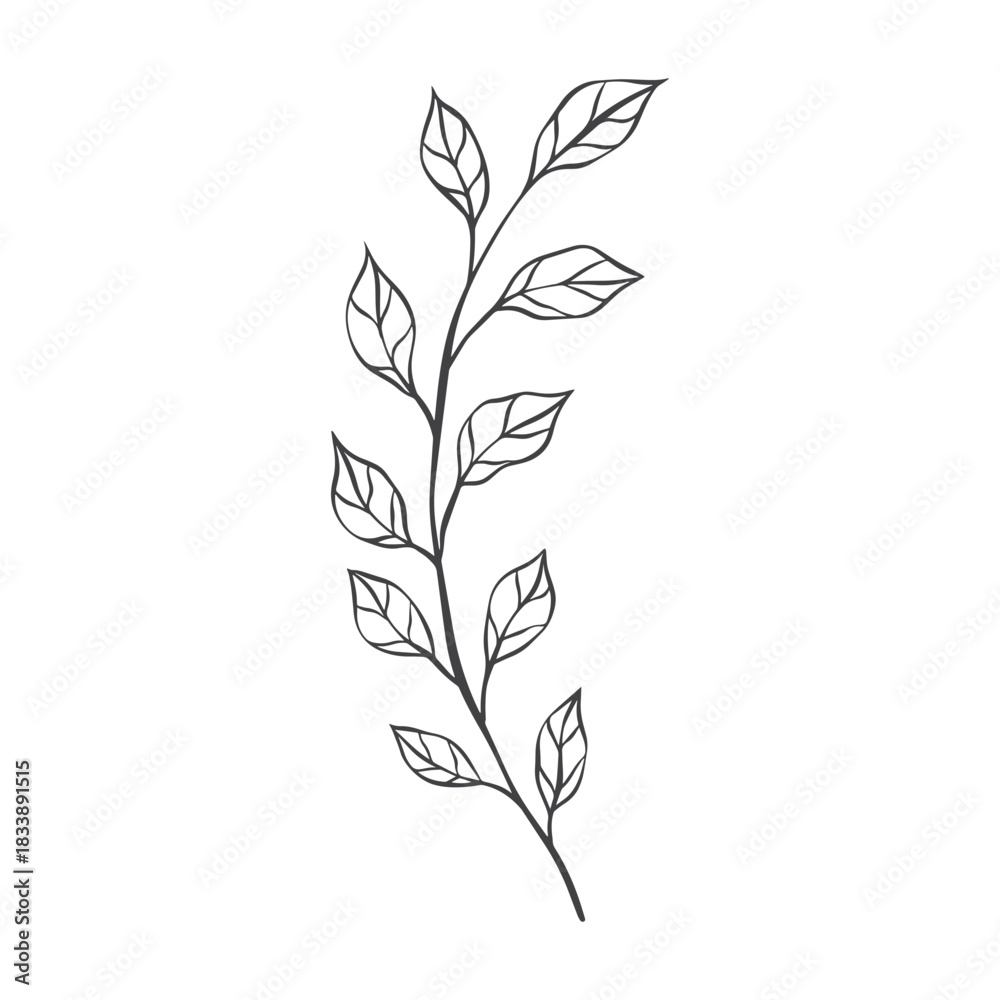 Fototapeta premium botanical leaf flower illustration