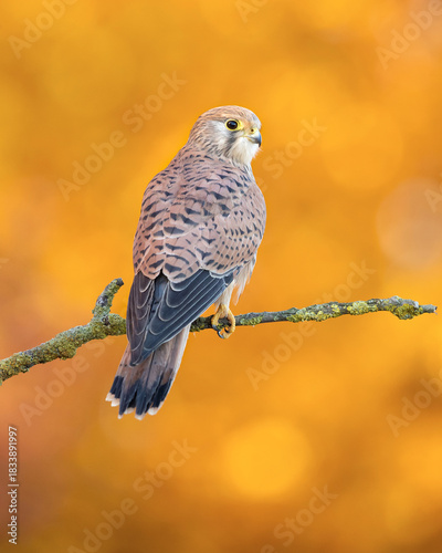 This species occurs over a large native range. It is widespread in Europe, Asia and Africa, as well as occasionally reaching the east coast of North America.