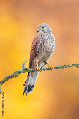 This species occurs over a large native range. It is widespread in Europe, Asia and Africa, as well as occasionally reaching the east coast of North America.