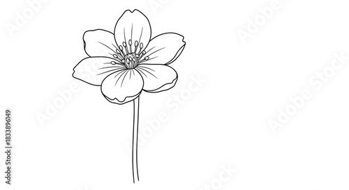Minimalist black and white line art illustration of a single delicate wild flower with a long stem, isolated on a clean white background.
