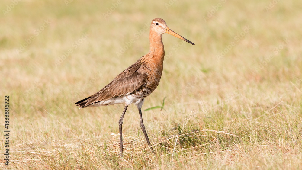 Fototapeta premium yellow billed stork