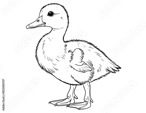 duck isolated on white background