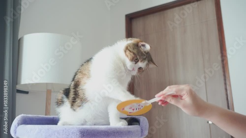 winter holiday and cat concept with scottish cat wear silk scarf and play with pine and christmas tree decorate and gift box background