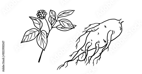 Ginseng twigs and root, black and white sketch. Vector illustration. Set of kitchen herbs, isolated on white background. For menus, recipes, for printing on textiles and on packages, at farmers' fairs
