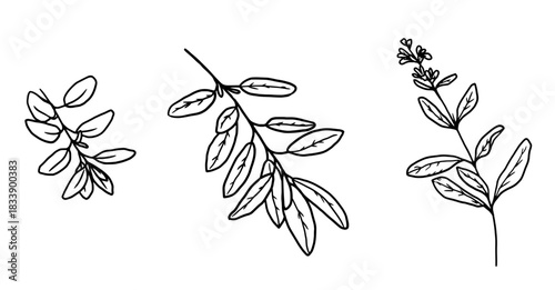 Basil, oregano and lemon balm sprigs, black and white sketch. Vector illustration. A set of kitchen herbs, isolated on a white background. For menus, recipes, for printing on textiles and on packages