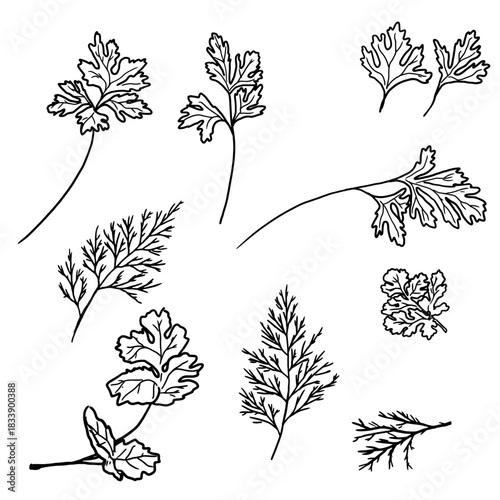 Sprigs of parsley, dill and fennel, black and white sketch. Vector illustration. A set of kitchen herbs, isolated on a white background. For menus, recipes, for printing on textiles and farmers' fairs