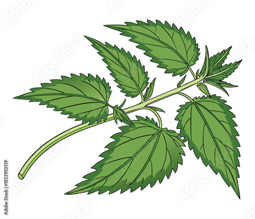 Illustration of a stinging nettle plant branch with serrated green leaves and a white background.