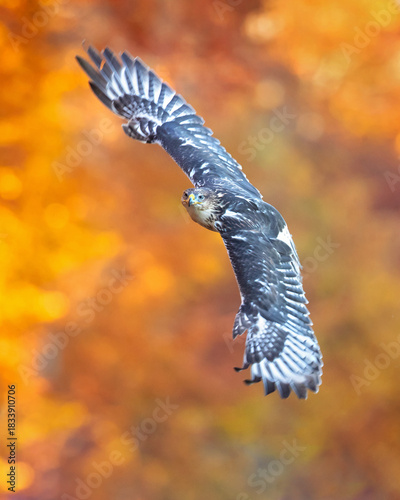 The ferruginous hawk (Buteo regalis) is a large bird of prey and belongs to the broad-winged buteo hawks. An old colloquial name is ferrugineous rough-leg