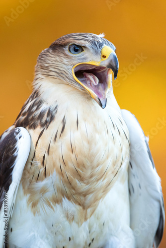 The ferruginous hawk (Buteo regalis) is a large bird of prey and belongs to the broad-winged buteo hawks. An old colloquial name is ferrugineous rough-leg