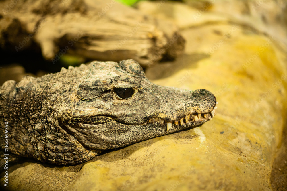 Naklejka premium Close-up of a live pygmy caiman’s head, showcasing its textured scales, sharp features, and intense gaze in a detailed wildlife portrait.
