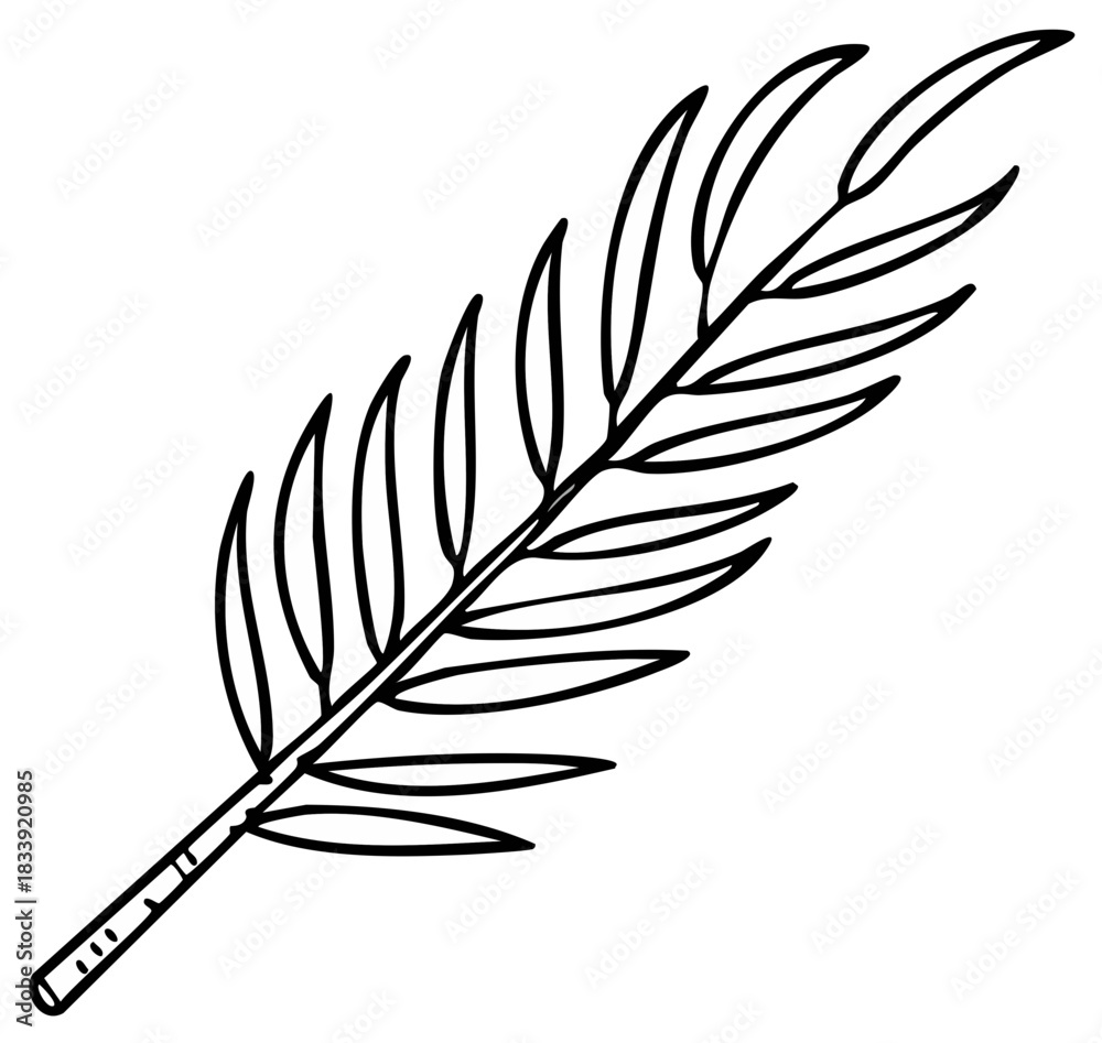 Fototapeta premium Palm Frond Drawing, Line Art Illustration of Botanical Plant Element
