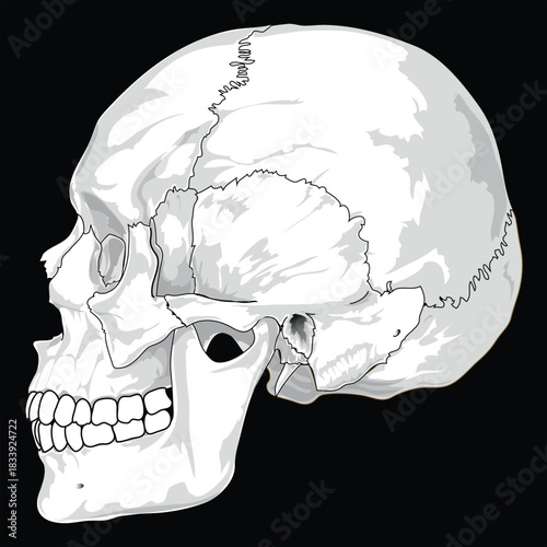 Human Skull Side View – Detailed Anatomical Illustration of Cranial Bones and Sutures