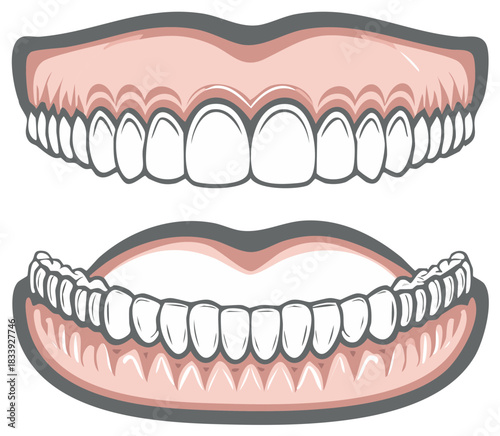 Illustration of upper and lower dentures with healthy white teeth and pink gums