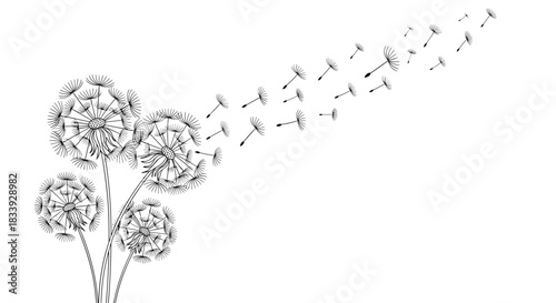 An elegant black and white illustration of dandelion flowers with their seeds blowing away in the wind on a clear background.