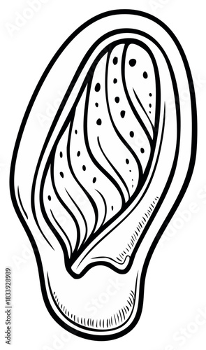 Black and White Line Art Drawing of a Stylized Human Ear Anatomy