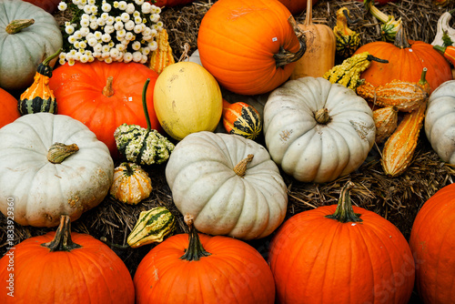 ein herbstliches Motiv mit Kürbiskernen