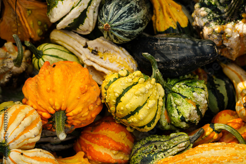 ein herbstliches Motiv mit Kürbiskernen