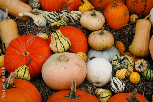 ein herbstliches Motiv mit Kürbiskernen