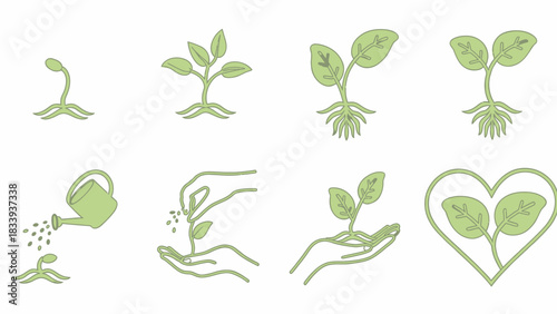 Stages of plant growth illustration depicting plant development from seed to seedling and mature plant green line drawing