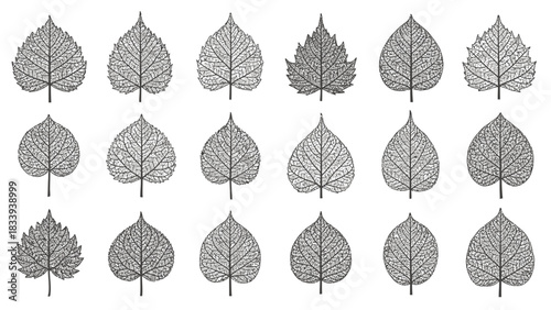Botanical Leaf Drawings in a Grid Pattern Showcasing Diversity in Nature's Designs