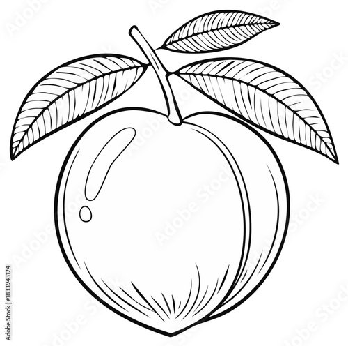 Simple line art drawing of a ripe peach fruit with leaves