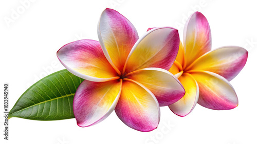 Vibrant pink and yellow plumeria flowers with a green leaf