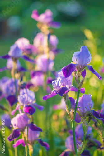 Close up for blue and purple iris flowers blooming in a summer garden by sunny day