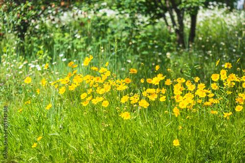 Meadow with yellow daisy flowers blooming in a summer garden