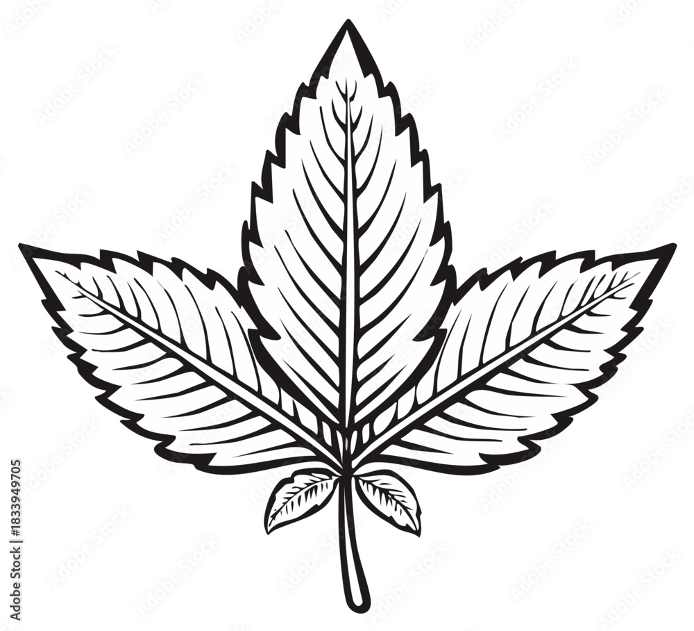 Fototapeta premium Maple leaf illustration in bold black outlines for design and decoration projects