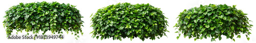 Wallpaper Mural Set of Green Ivy Hanging Bush Plants Isolated on Transparent Background Torontodigital.ca
