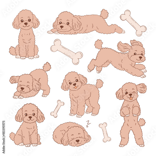 Hand drawn cute toy poodle in different poses illustration set isolated on white background 