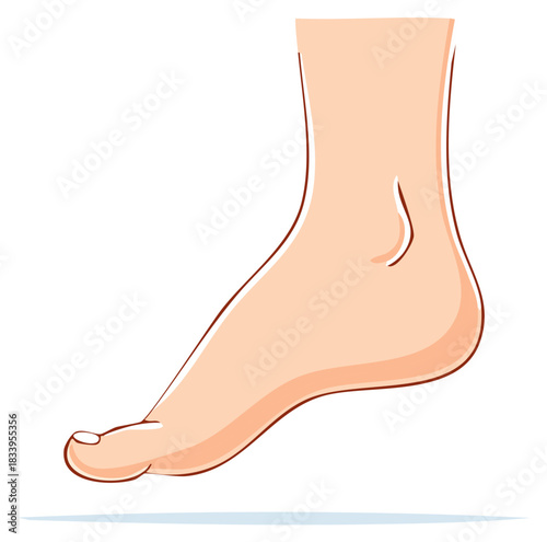 Stylized illustration of a human foot and ankle showing skin tone and outline details