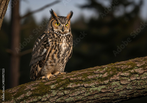 Majestic Great Horned Owl perched on a mossy branch in a misty forest at twilight.