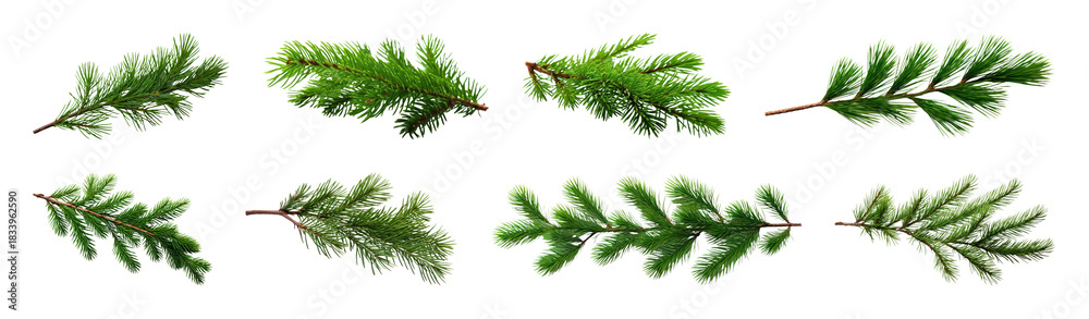 Fototapeta premium PNG Realistic evergreen pine branches illustration, transparent background
