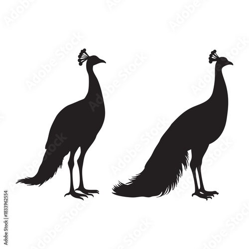 Proud peacock silhouette standing tall on smooth crisp white backdrop